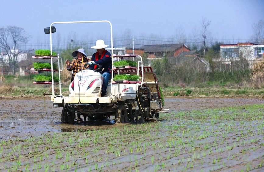 田間地頭春耕忙。謝萬柏攝