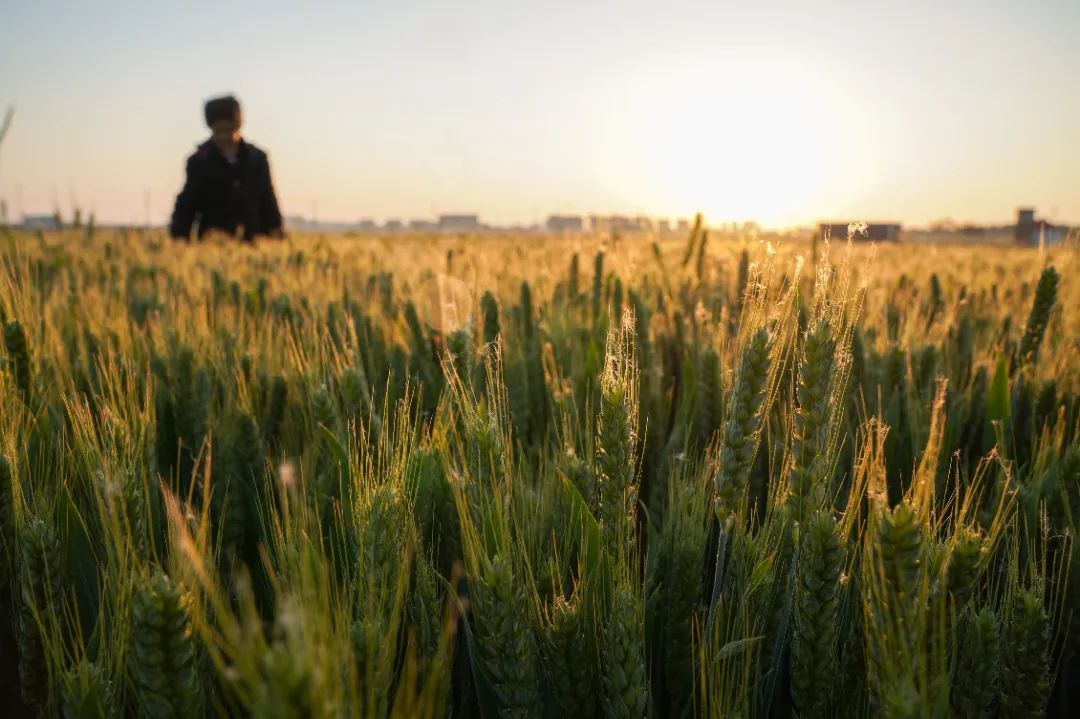 邢臺市內丘縣后魯亭村農民在麥田查看小麥長勢。 劉繼東攝