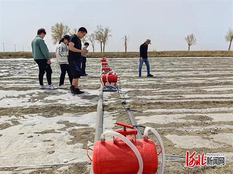 棉農在棉田里辛勤勞作。何萌 攝.jpg